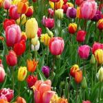 Modne kolory wiosną: przewodnik po trendach i pomysły na stylizacje